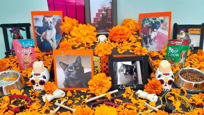 #Video: Extranjeros vuelven universal el Día de muertos con ofrendas a mascotas