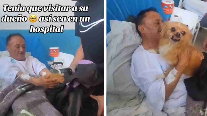 Video: Familia mete a perrita a escondidas al hospital para reencontrarse con su dueño