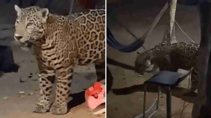 Video: Jaguar busca desesperadamente agua dentro de una vivienda en Cancún