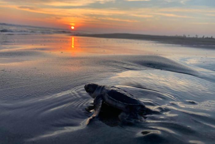 #Video | Michoacán, hogar de la tortuga marina; arranca temporada de protección y conservación