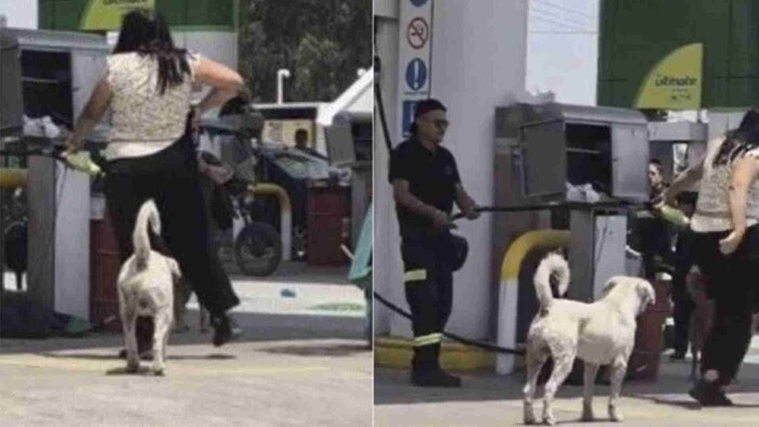 Video: Mujer agrede a perritos y empleados de una gasolinera en Edomex