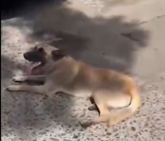 #Video | Mujer arrastra a un perro con su camioneta y desata furia en redes