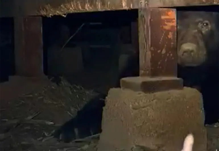 #Video: Oso se pone de roommate en un sótano de una casa en California