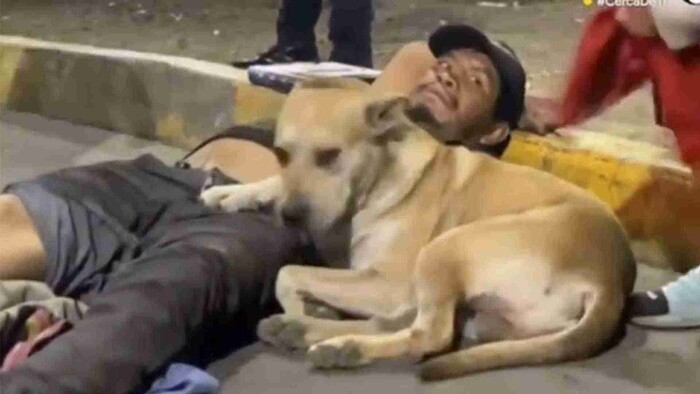 Video: Perrito se vuelve viral por quedarse junto a su dueño luego de ser atropellado