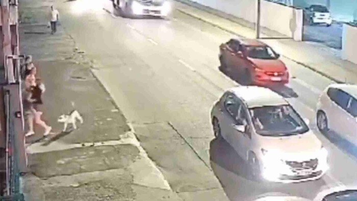 Video: Pitbull salta de auto en movimiento y ataca a una mujer con su mascota