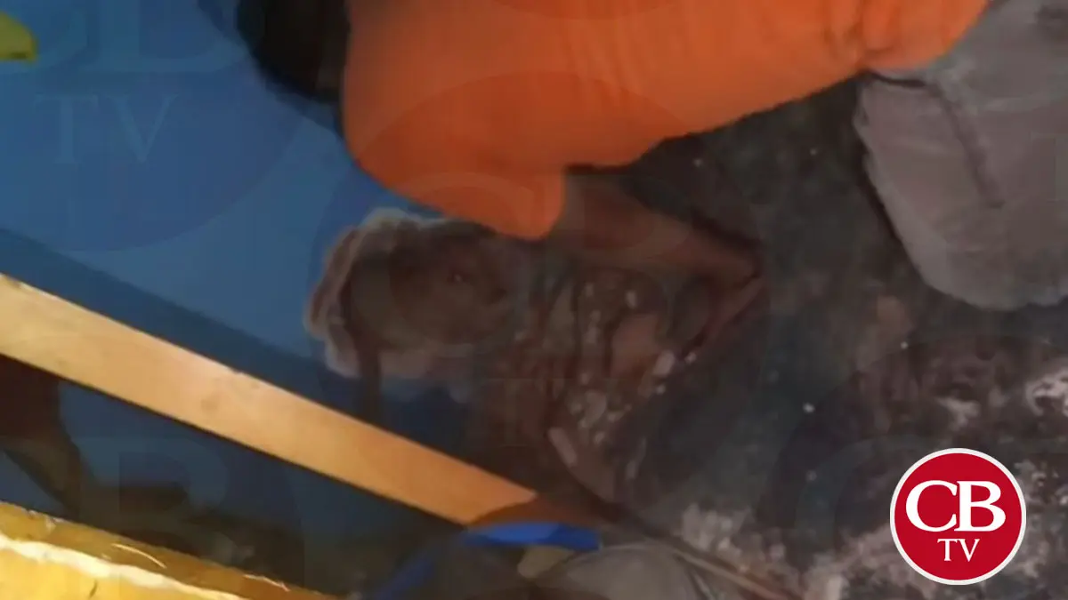 #Video: Protección Civil rescata a perrito atrapado entre dos bardas en Maravatío 
