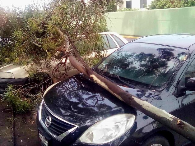 #Video | Rama de árbol cae sobre 2 autos en la colonia Vasco de Quiroga, Morelia