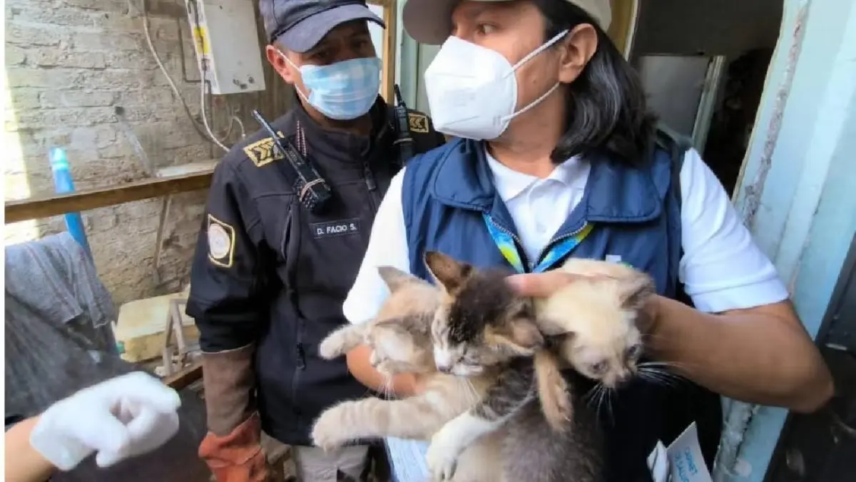 #Video: Rescatan a 65 gatos enfermos en CDMX; eran víctimas de maltrato