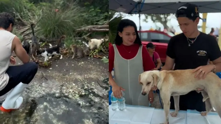 #Video: Rescatan decenos de perros y gatos que fueron abandonados en isla de Veracruz