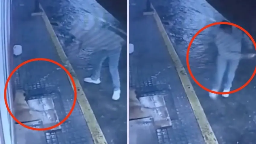 #Video: Sujeto lanza botella de cerveza a perrito que se encontraba durmiendo en la calle