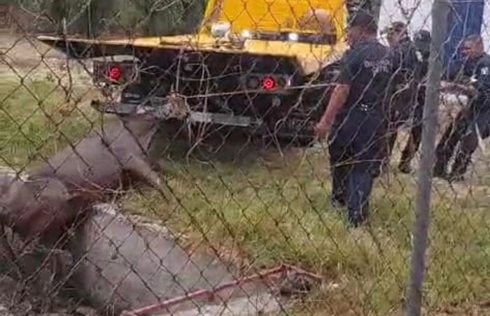 #Video | Toro es salvado de morir ahogado en pozo pantanoso del Ooapas