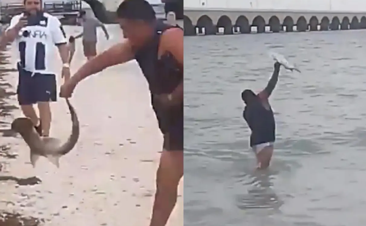 Video: Turista maltrata a cría de tiburón martillo en Yucatán