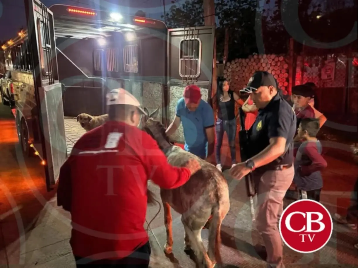 Vinculan a proceso a Álvaro “N” por maltrato de su burro