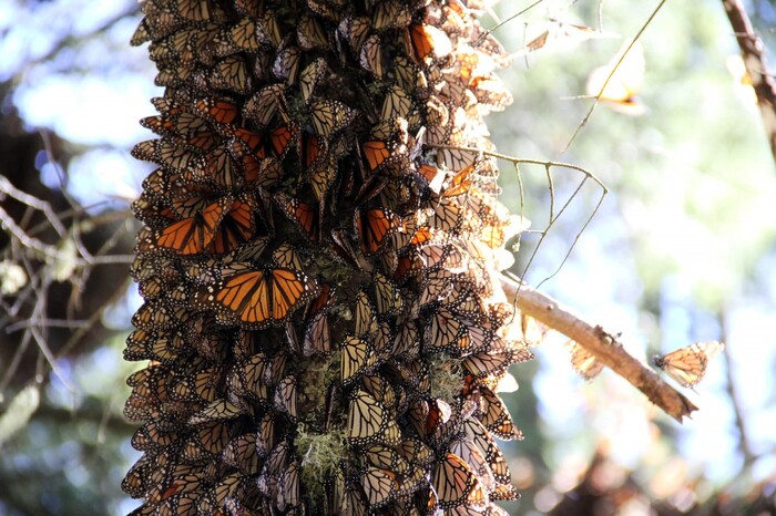 Visita los santuarios de la mariposa monarca, una experiencia única