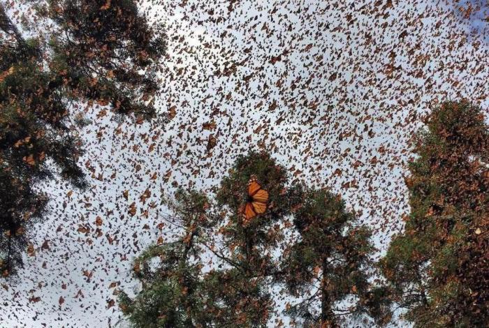 Vota por la Mariposa Monarca en los premios Lo Mejor de México #GaleríaFotos