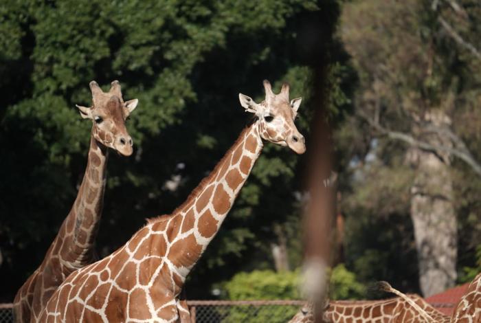 Vuelven las bodas al Zoo de Morelia