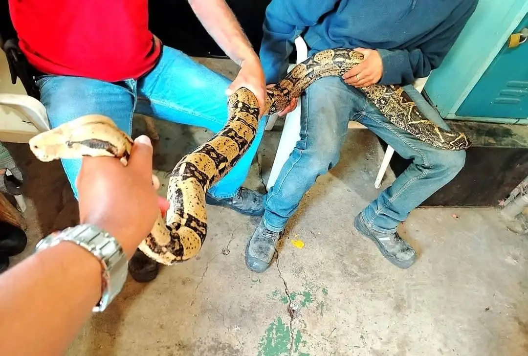 Zarigüeyas y serpientes: principal fauna silvestre que invade hogares en temporada de lluvias