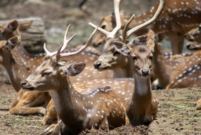 Zoo de Morelia acumula 60 especies en resguardo a Profepa