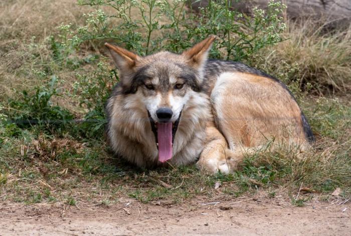 Zoo de Morelia anuncia carrera atlética por el Lobo Mexicano