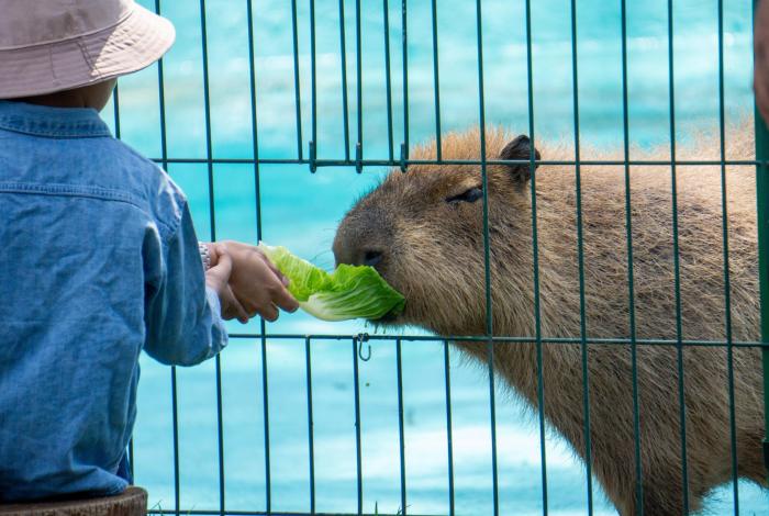 Zoo de Morelia espera 150 mil visitantes en vacaciones de verano