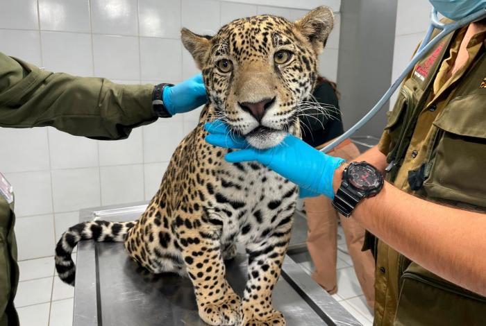 Zoo resguardará a jaguar rescatado en Zitácuaro
