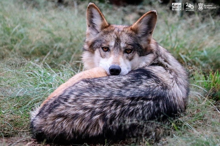 Zoo, saturado por decomisos de animales; la gente sigue comprando especies silvestres