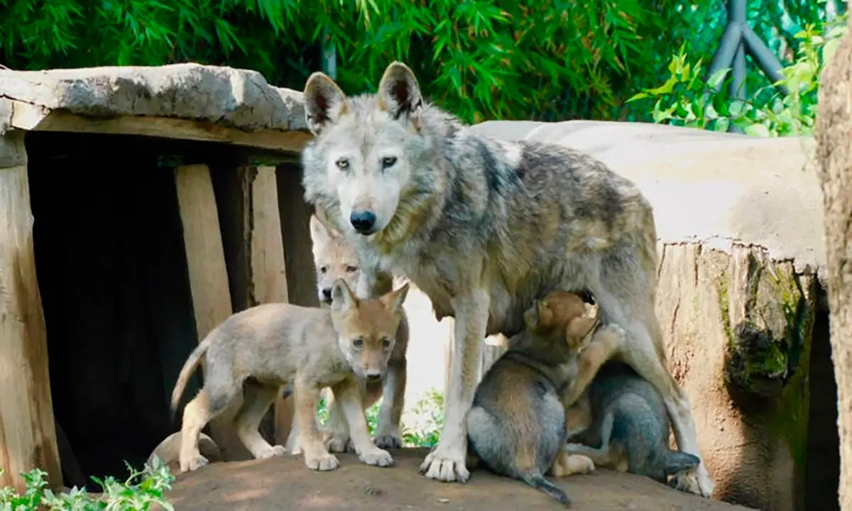 Zoológico de Aragón celebra nacimiento de especie en peligro: el lobo mexicano