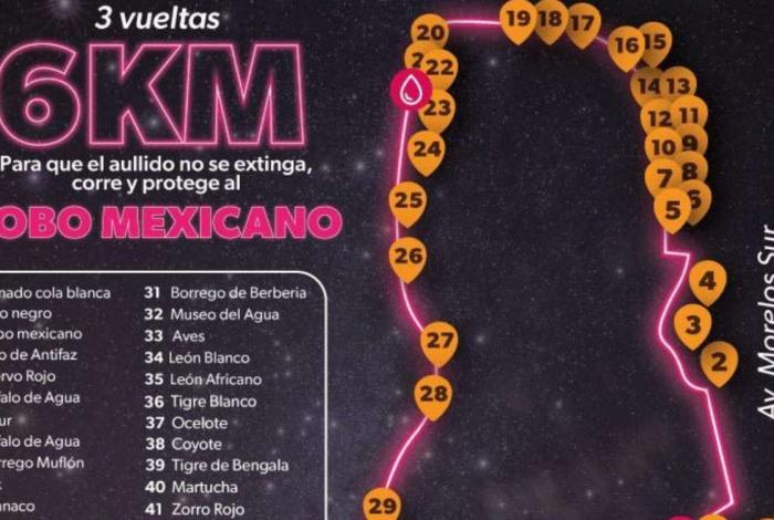 Zoológico de Morelia anuncia carrera nocturna por el lobo mexicano