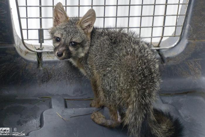 Zoológico de Morelia brinda atención a zorro gris rescatado en la capital michoacana