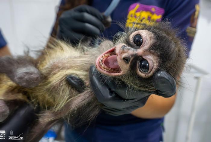 Zoológico de Morelia denuncia formalmente maltrato animal contra mono araña