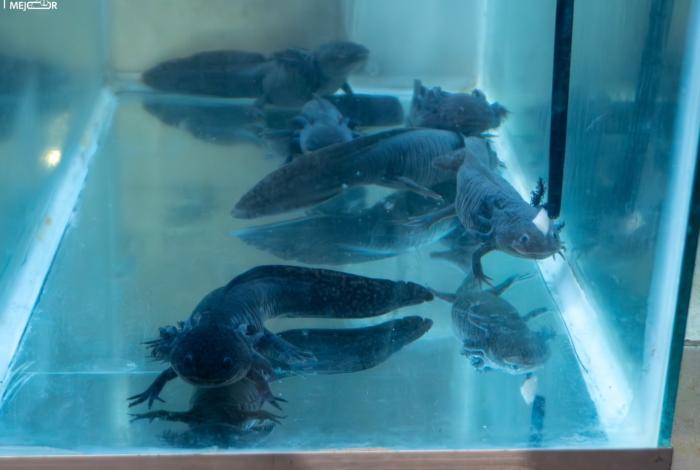 Zoológico de Morelia impulsa investigación científica para la conservación del ajolote