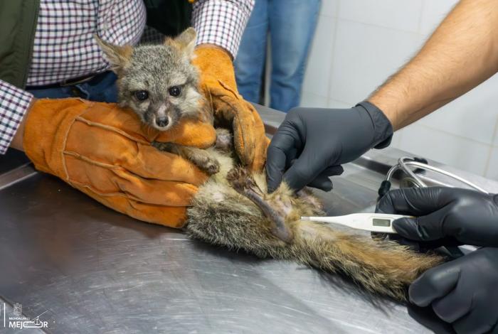 Zoológico de Morelia recibe a zorro gris rescatado por Profepa
