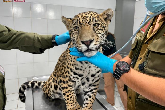 Zoológico de Morelia resguardará a jaguar asegurado por autoridades en Zitácuaro
