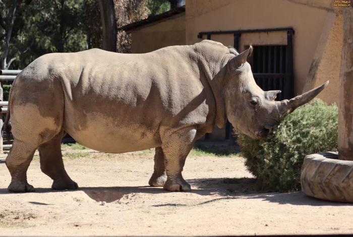 Zoológico de Morelia te invita a reciclar tu arbolito