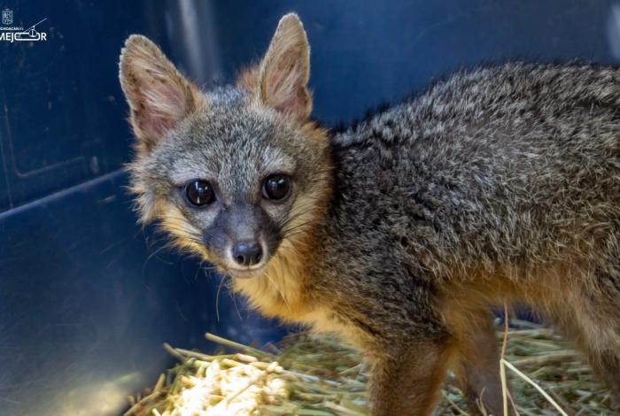 Zorro gris rescatado regresa a su hábitat tras ser rehabilitado por el Zoo de Morelia