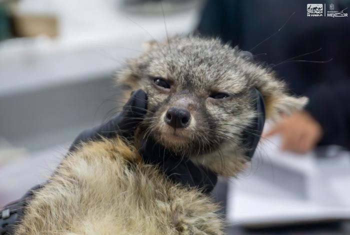 Zorro gris rescatado se prepara para regresar a la vida silvestre